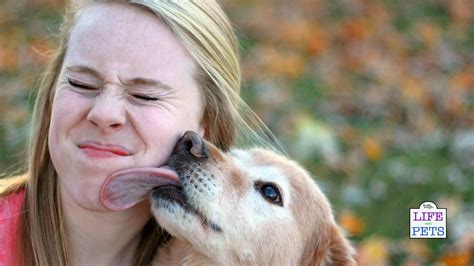 dog eats pussy|Curious wife opens her legs and allows her dog to eat her pussy